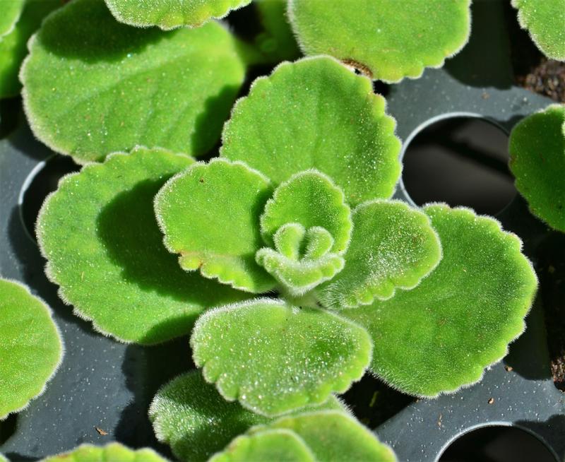 Plectranthus amboinicus 'Cuban' - Oregano Cuban - Cellpack from Hillcrest Nursery