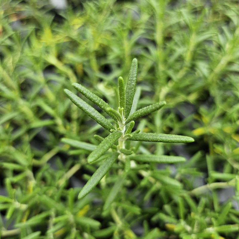 Rosmarinus officinalis 'Blue Rain' - Rosemary - Cellpack from Hillcrest Nursery