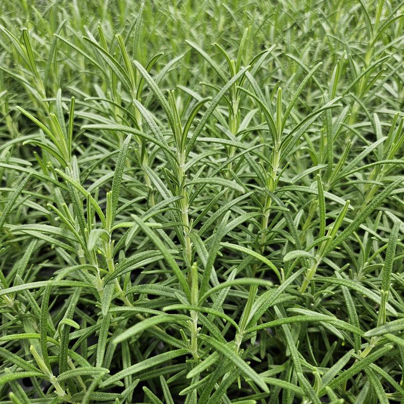 Rosmarinus officinalis 'Hill Hardy' - Rosemary - Cellpack from Hillcrest Nursery