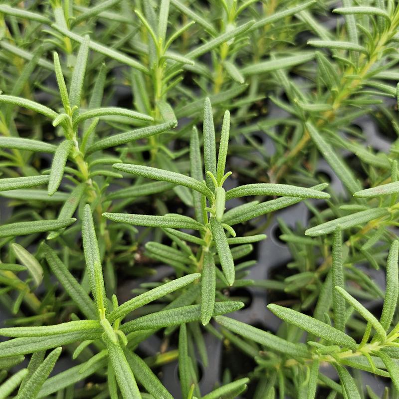 Rosmarinus officinalis 'Tuscan Blue' - Rosemary - Cellpack from Hillcrest Nursery