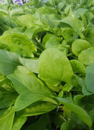 Rumex acetosa 'French' - Sorrel - Cellpack from Hillcrest Nursery