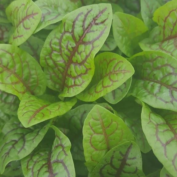 Rumex sanguineus 'Red Veined' - Sorrel - Cellpack from Hillcrest Nursery