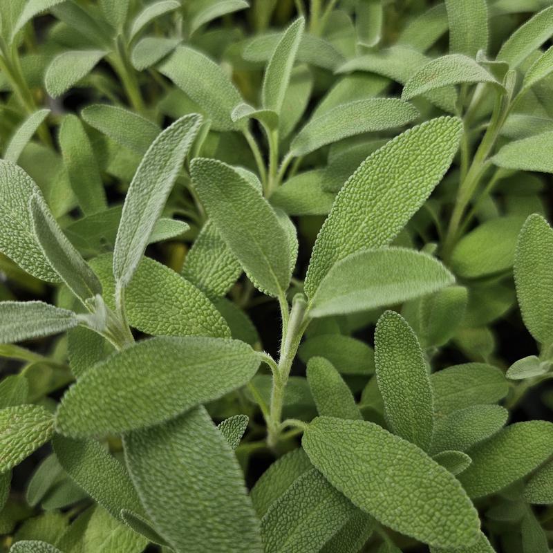 Salvia officinalis 'Dwarf' - Sage - Cellpack from Hillcrest Nursery