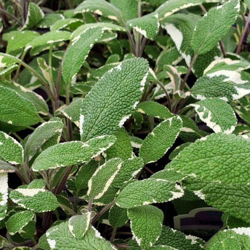 Salvia officinalis 'Tricolor' - Sage - Cellpack from Hillcrest Nursery