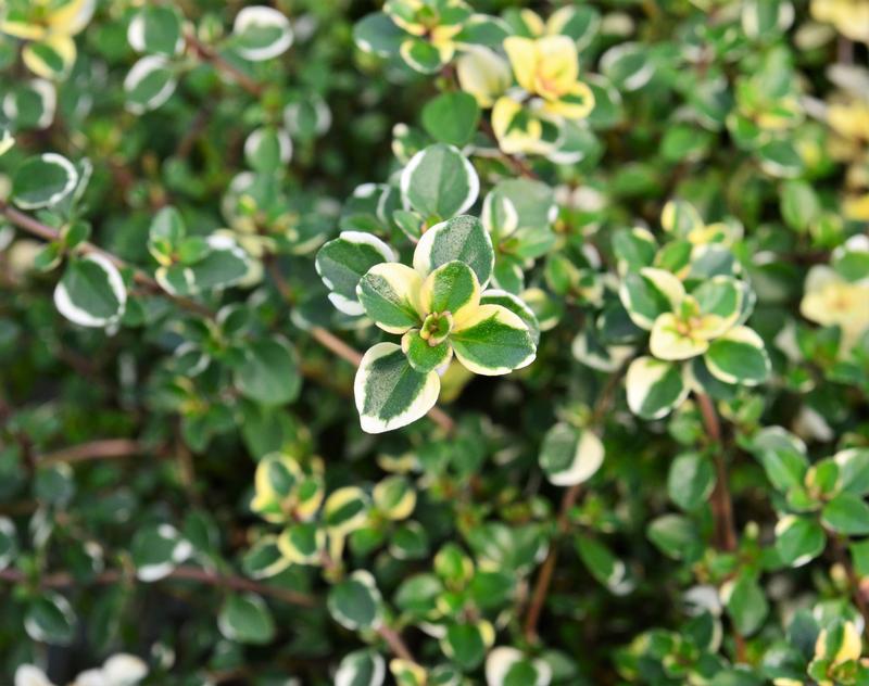 Thymus pulegiodes 'Foxley' - Thyme - Cellpack from Hillcrest Nursery