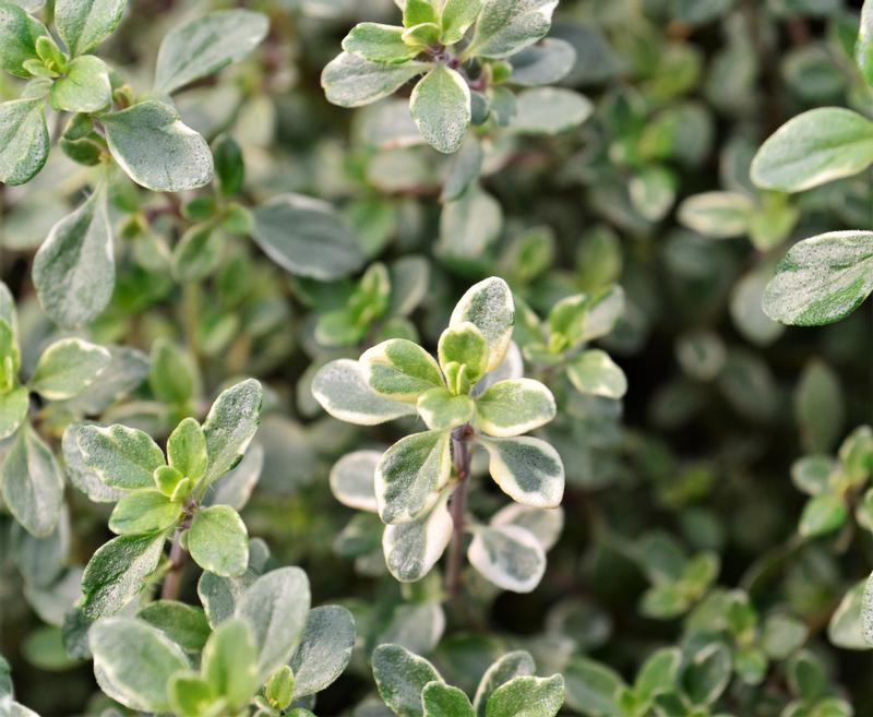 Thymus vulgaris 'Silver Edge Lemon' - Thyme - Cellpack from Hillcrest Nursery