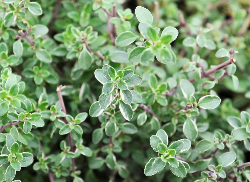 Thymus vulgaris 'Silver Edge' - Thyme - Cellpack from Hillcrest Nursery