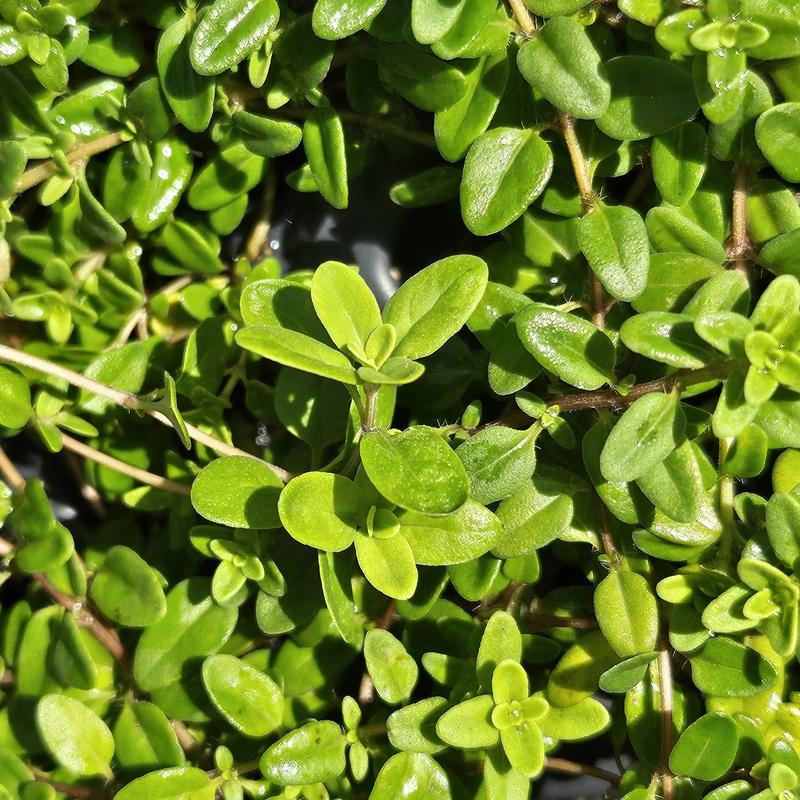 Thymus vulgaris 'Transparant Yellow' - Thyme - Cellpack from Hillcrest Nursery