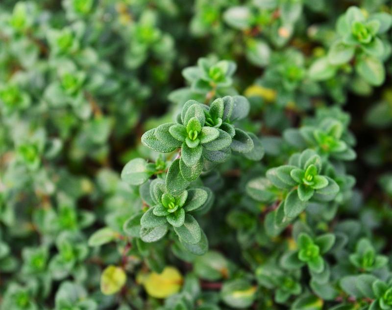 Thymus x citriodorus 'Doone Valley' - Thyme - Cellpack from Hillcrest Nursery