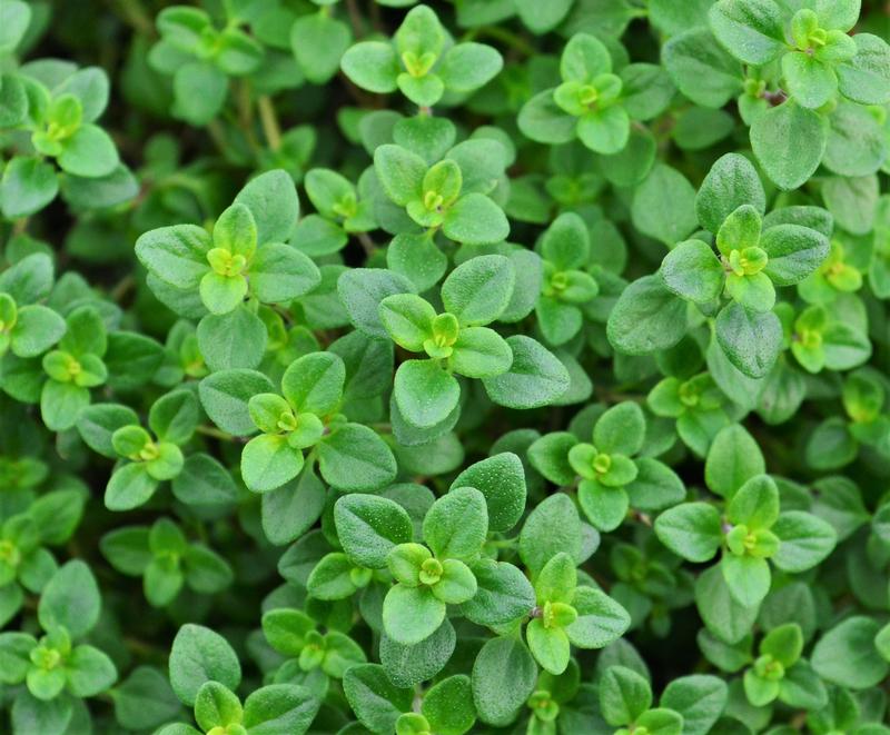 Thymus x citriodorus 'Lemon' - Thyme - Cellpack from Hillcrest Nursery