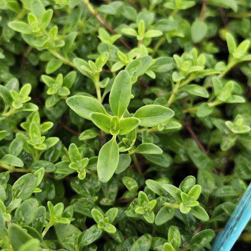 Thymus x citriodorus 'Lime Golden' - Thyme - Cellpack from Hillcrest Nursery