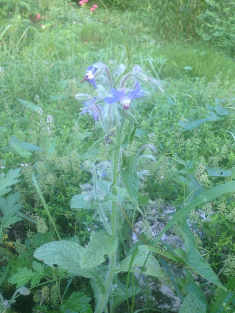 Borago officinalis - Borage - Cellpack from Hillcrest Nursery