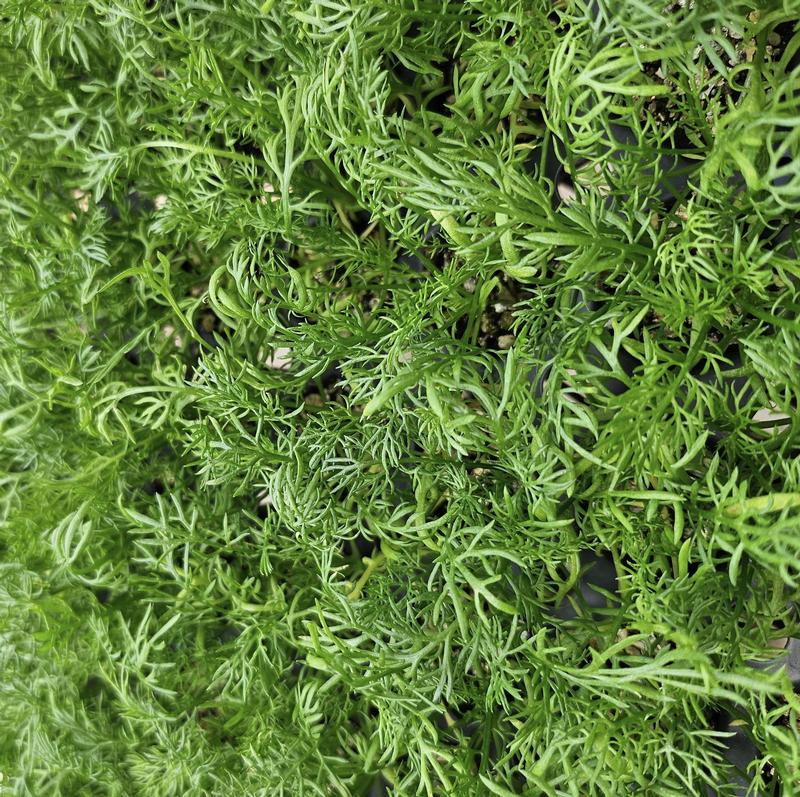 Chamaemelum nobile 'Roman' - Chamomile Roman - Cellpack from Hillcrest Nursery