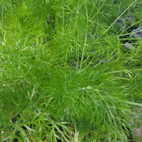 Foeniculum vulgare 'Sweet' - Fennel - Cellpack from Hillcrest Nursery