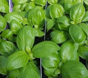 Ocimum basilicum 'Dolce Fresca' - Basil - Cellpack from Hillcrest Nursery