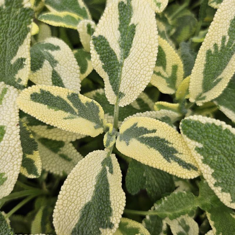 Salvia officinalis 'Berggarten Variegated' - Sage - Cellpack from Hillcrest Nursery