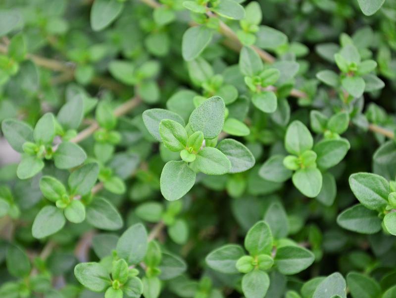 Thymus vulgaris 'Dot Wells' - Thyme - Cellpack from Hillcrest Nursery