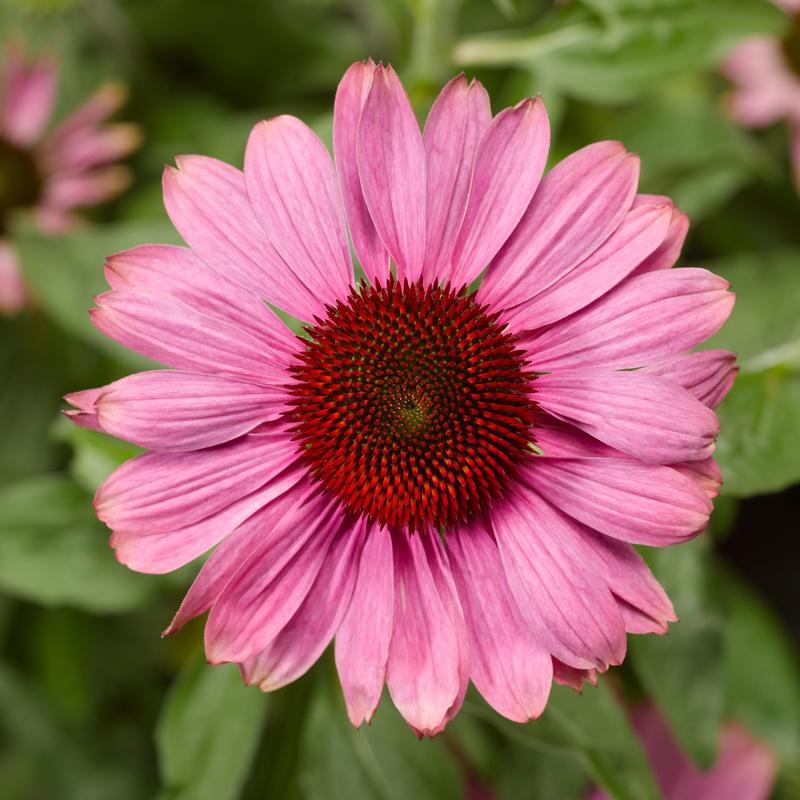 Echinacea purpurea Prairie Splendor 'Compact Dark Rose' - Coneflower from Hillcrest Nursery