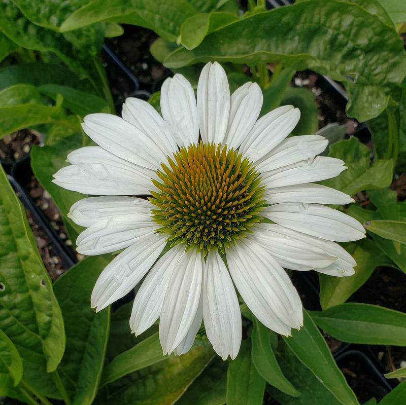 Echinacea purpurea Prairie Splendor 'Compact White' - Coneflower from Hillcrest Nursery