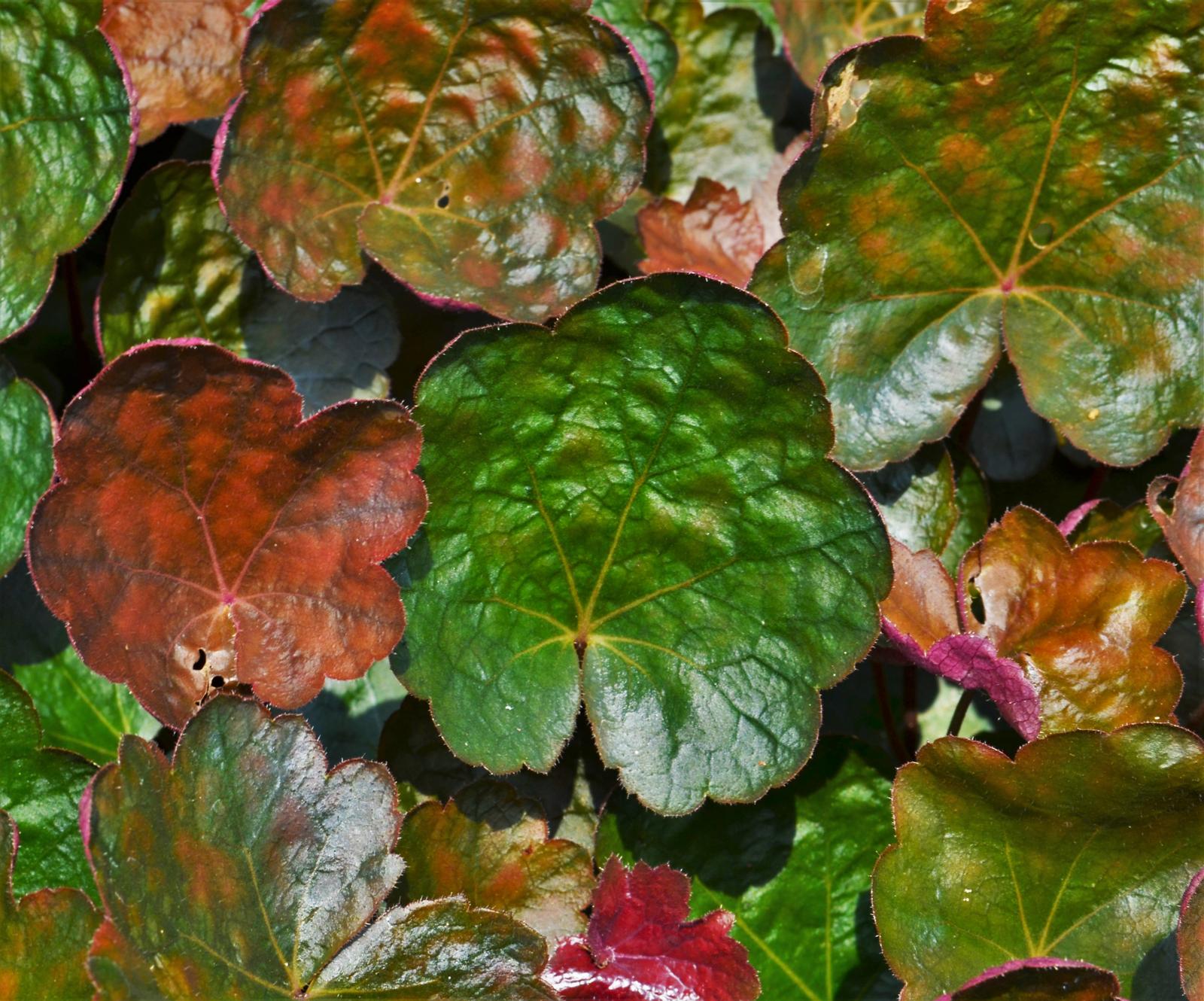 Heuchera Carnival 'Black Olive' - Coral Bells from Hillcrest Nursery