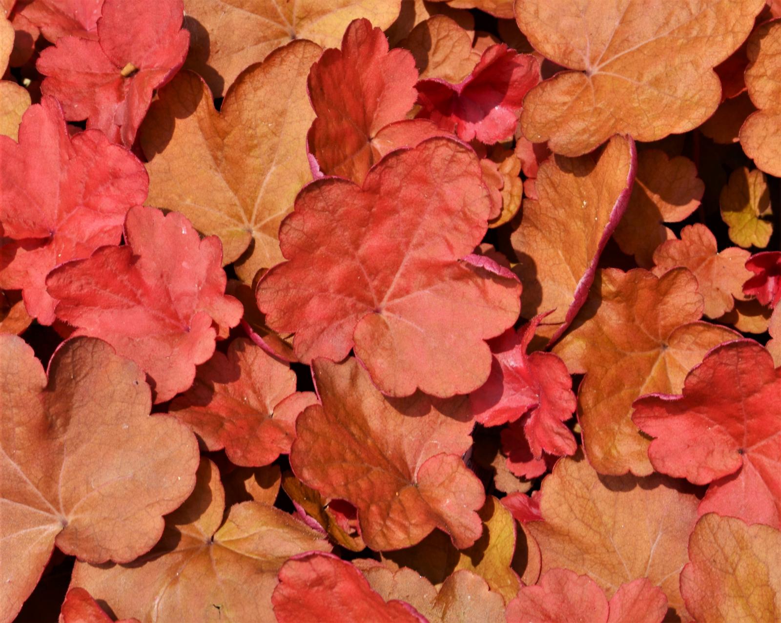 Heuchera Carnival 'Cinnamon Stick' - Coral Bells from Hillcrest Nursery