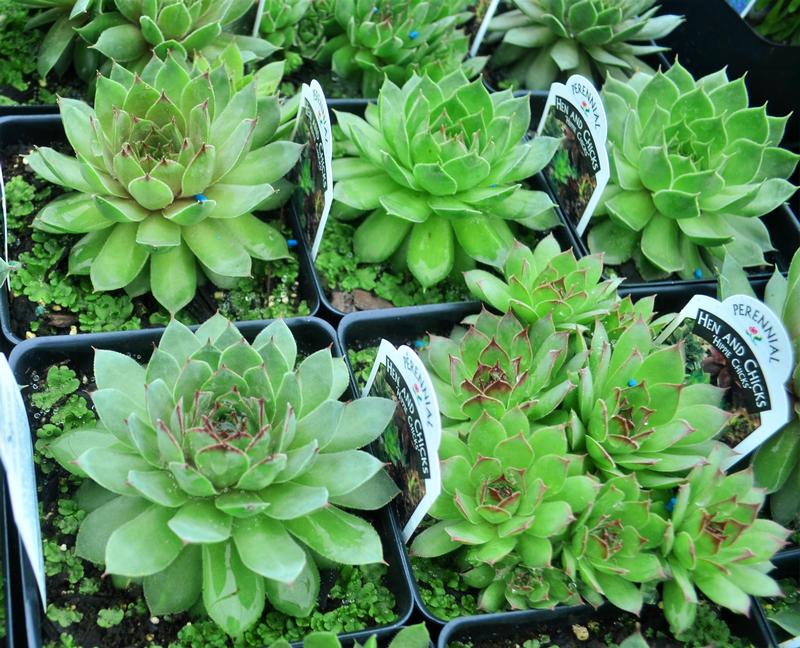 Sempervivum 'Hippie Chicks' - Hens and Chicks from Hillcrest Nursery