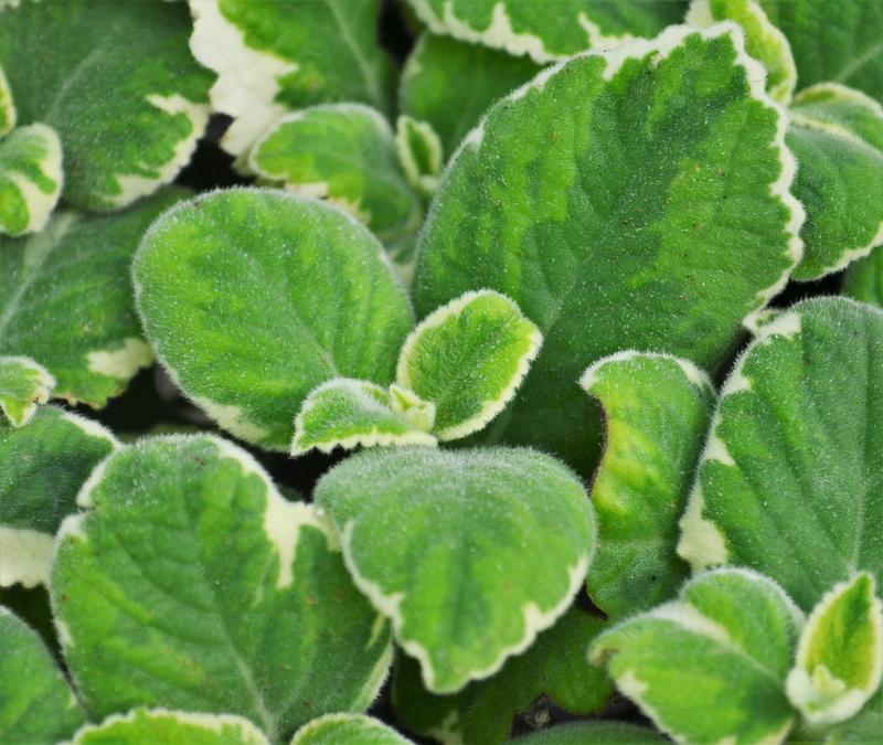 Plectranthus barbatus 'Cuban Variegated' - Oregano Cuban - Cellpack from Hillcrest Nursery