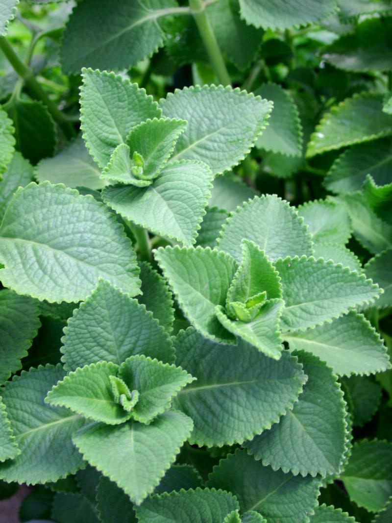 Plectranthus barbatus 'Cuban' - Oregano Cuban - Cellpack from Hillcrest Nursery