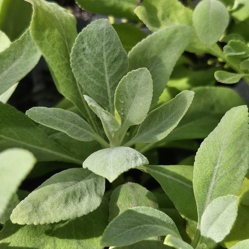 Salvia apiana 'White' - Sage - Cellpack from Hillcrest Nursery