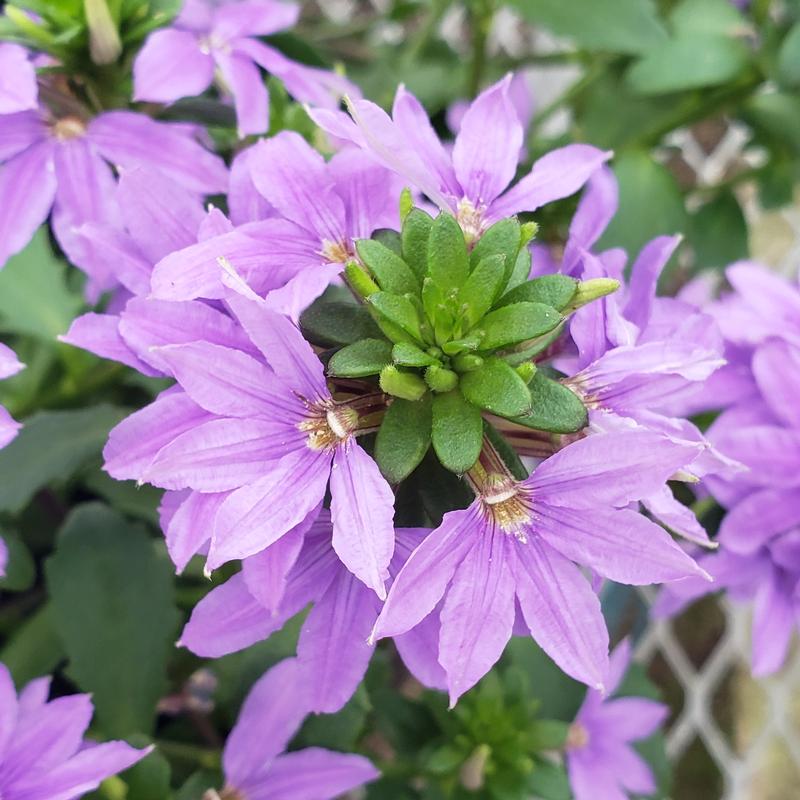Fan Flower Scaevola Brilliant from Hillcrest Nursery