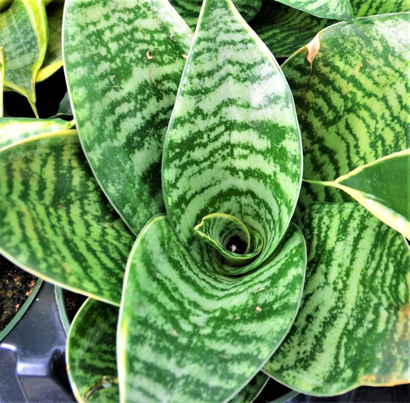 Sansevieria trifasciata 'Green Hahnii' - Snake Plant from Hillcrest Nursery