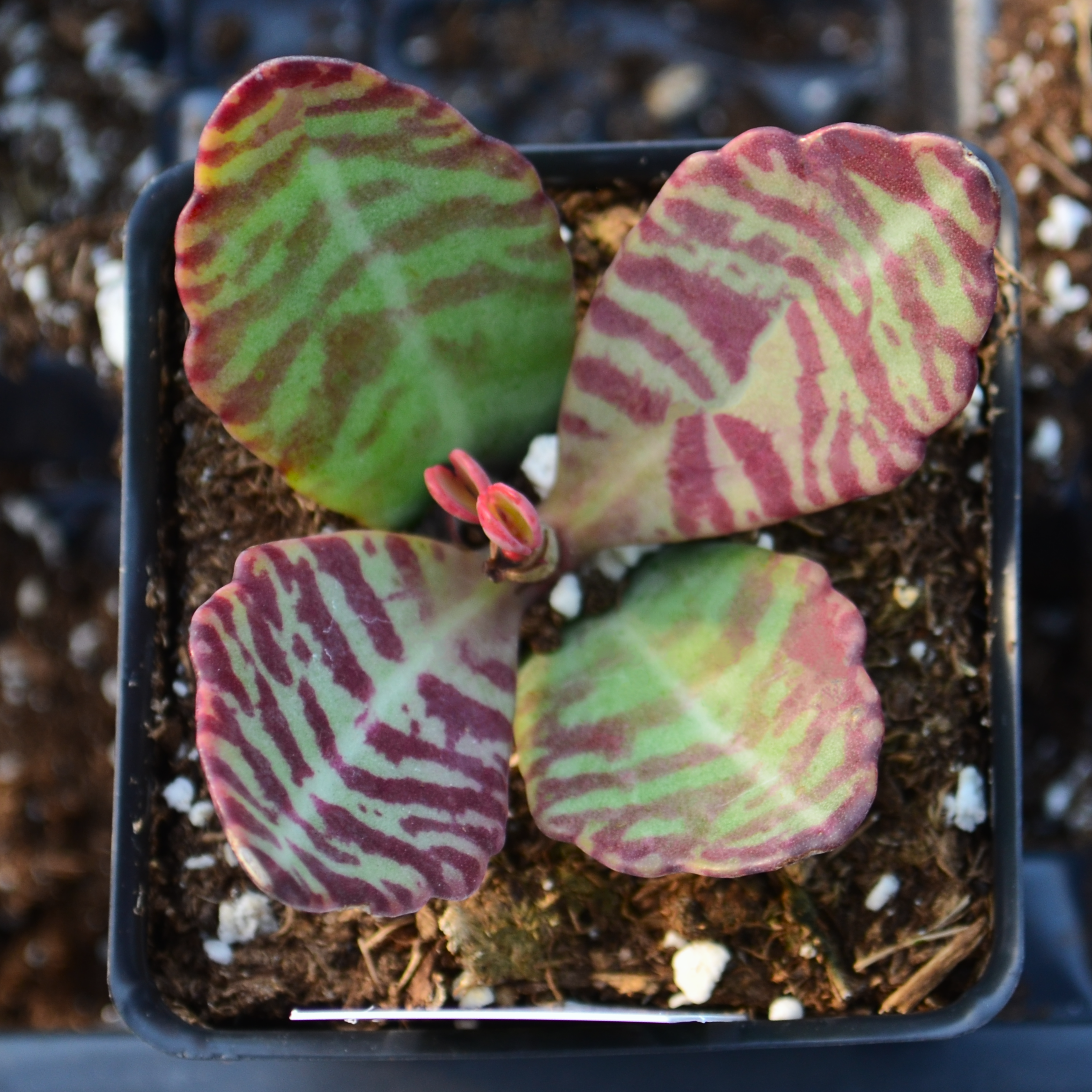 Kalanchoe marmorata 'Partridge' - Kalanchoe from Hillcrest Nursery