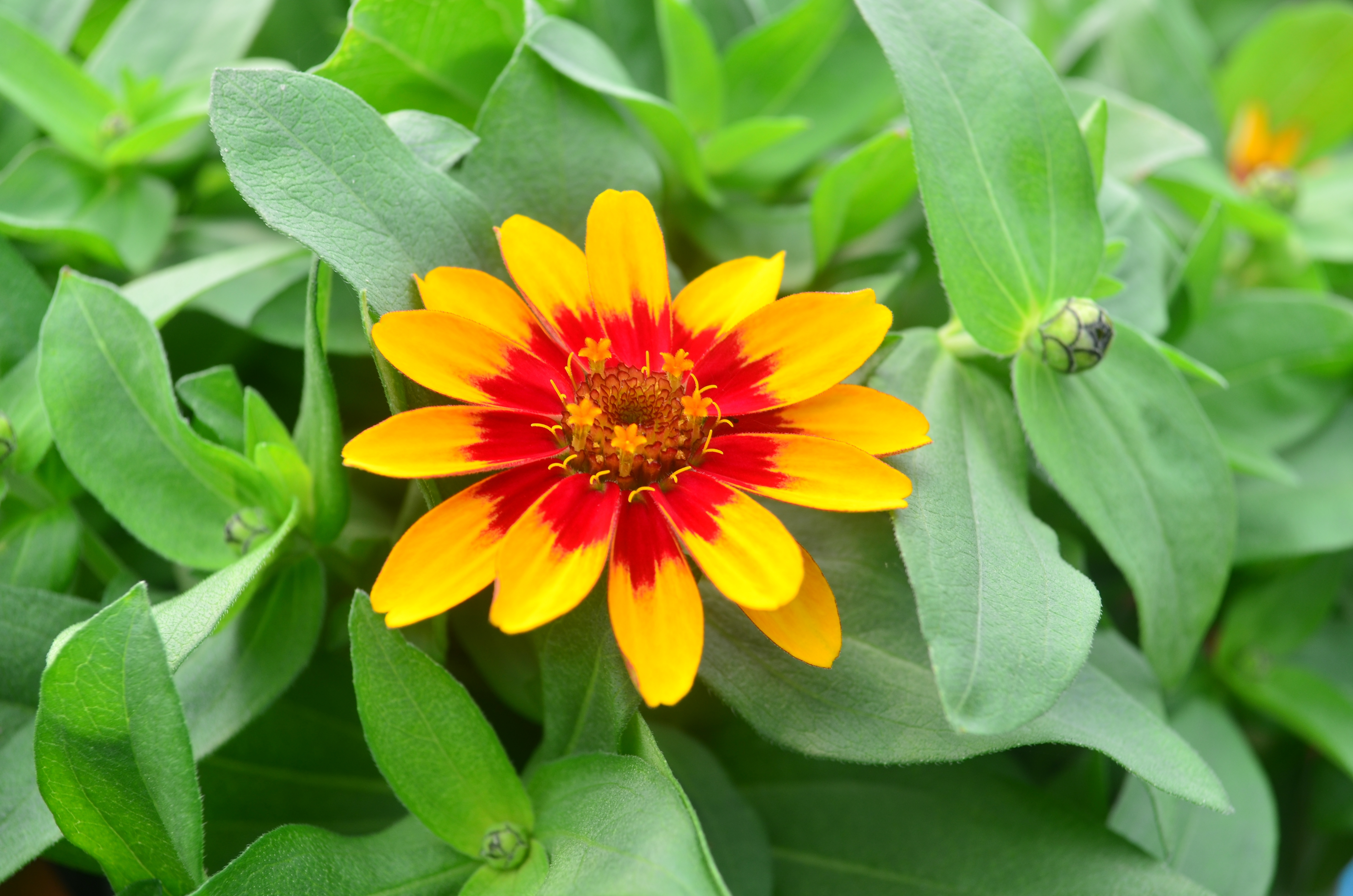 Zinnia hybrid Profusion 'Yellow/Red Bicolor' - Zinnia from Hillcrest Nursery