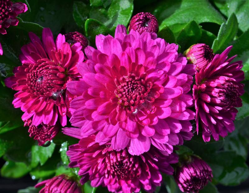 Mum Chrysanthemum Dark Pink from Hillcrest Nursery