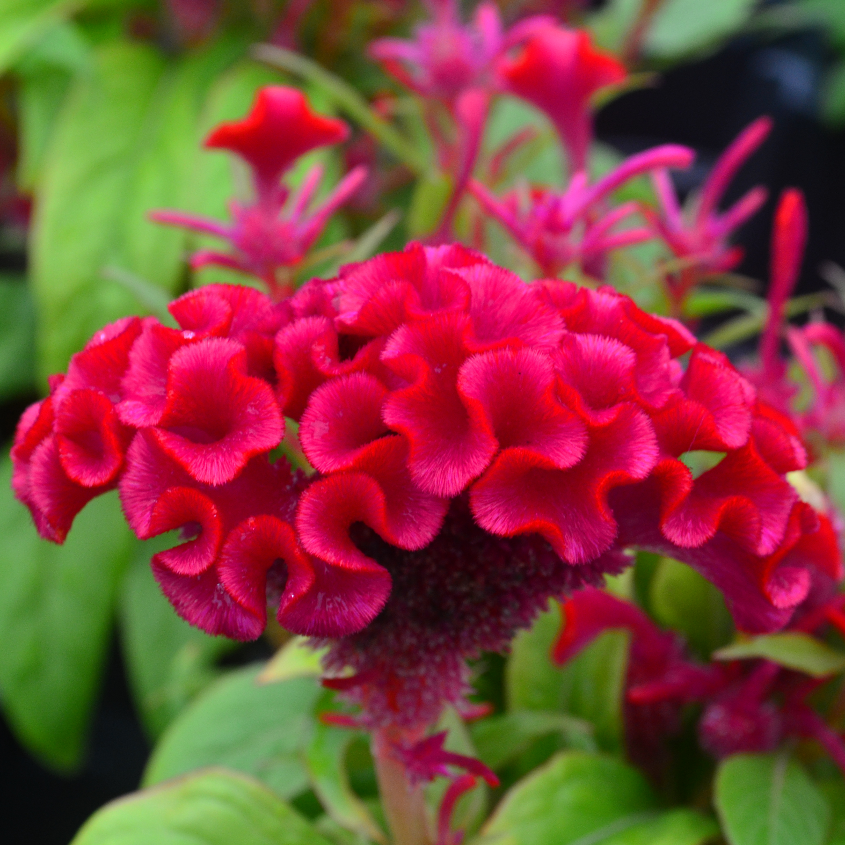 Celosia cristata Strawberry from Hillcrest Nursery