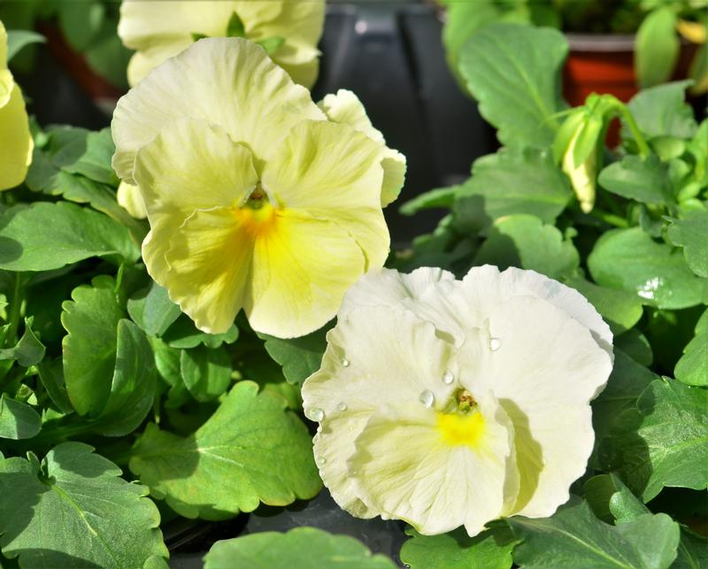Viola wittrockiana Matrix 'Spring Lemon Shades' - Pansy from Hillcrest Nursery