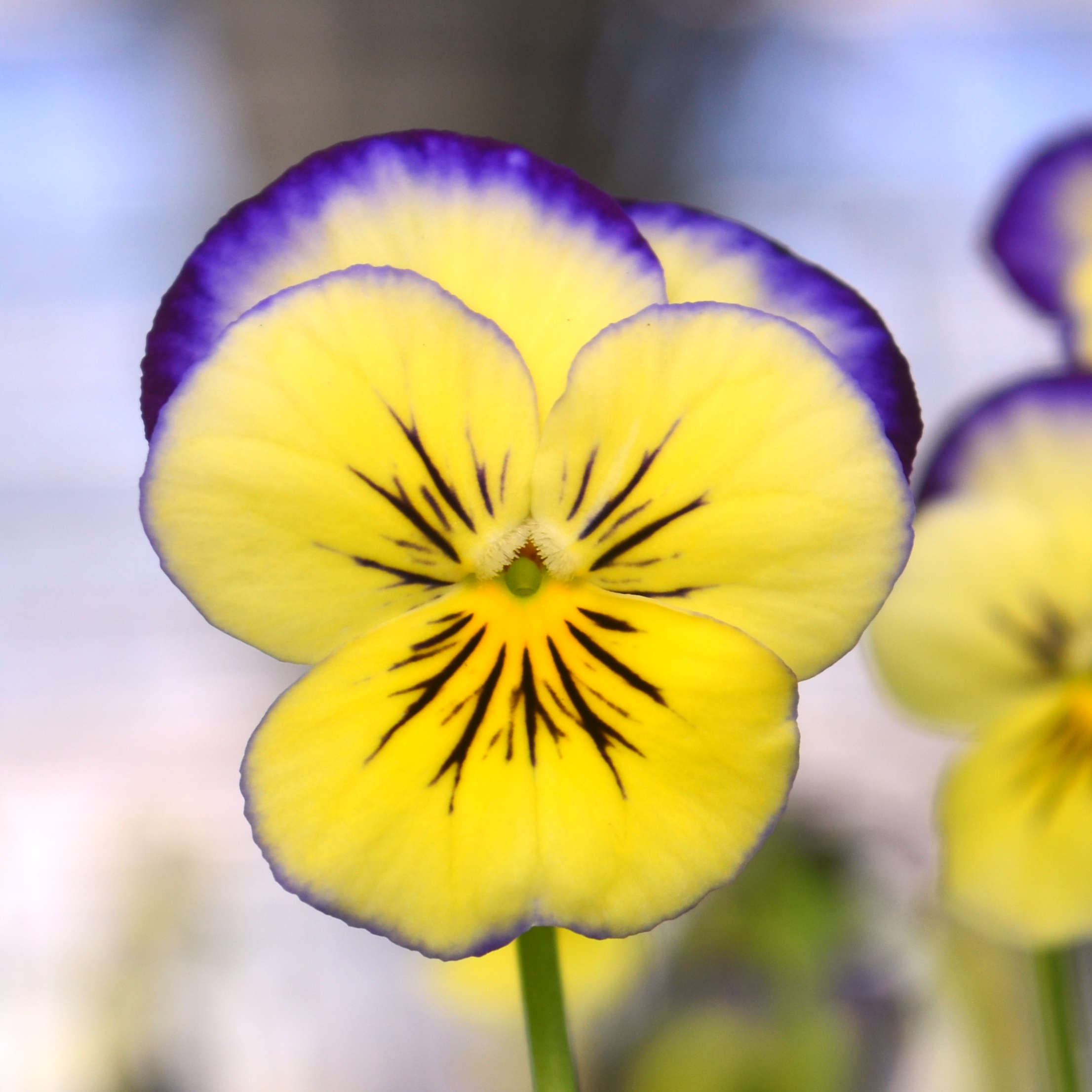 Viola cornuta Sorbet XP 'Neptune' - Viola from Hillcrest Nursery
