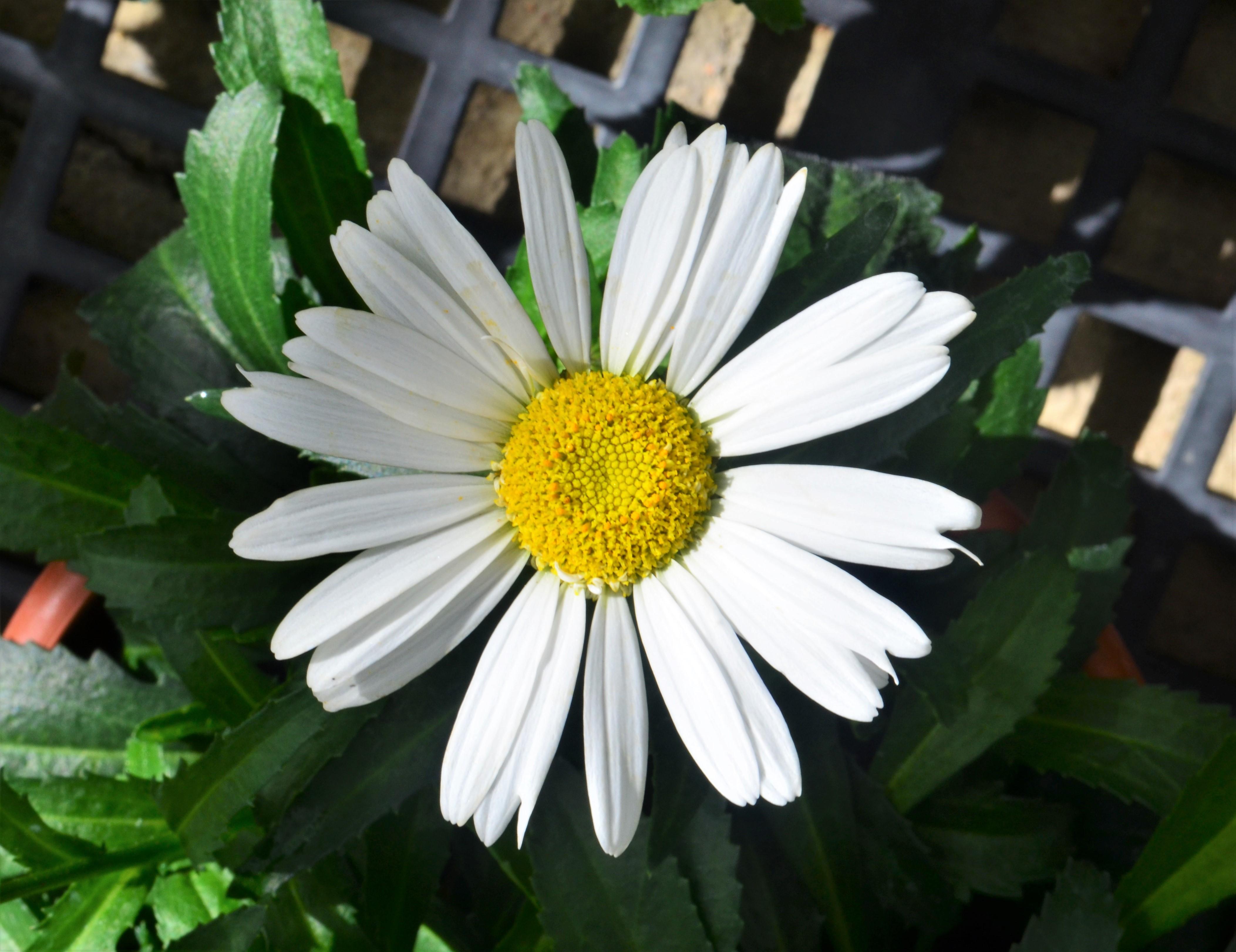 Leucanthemum maximum Sweet Daisy 'Birdy' - Shasta Daisy from Hillcrest Nursery