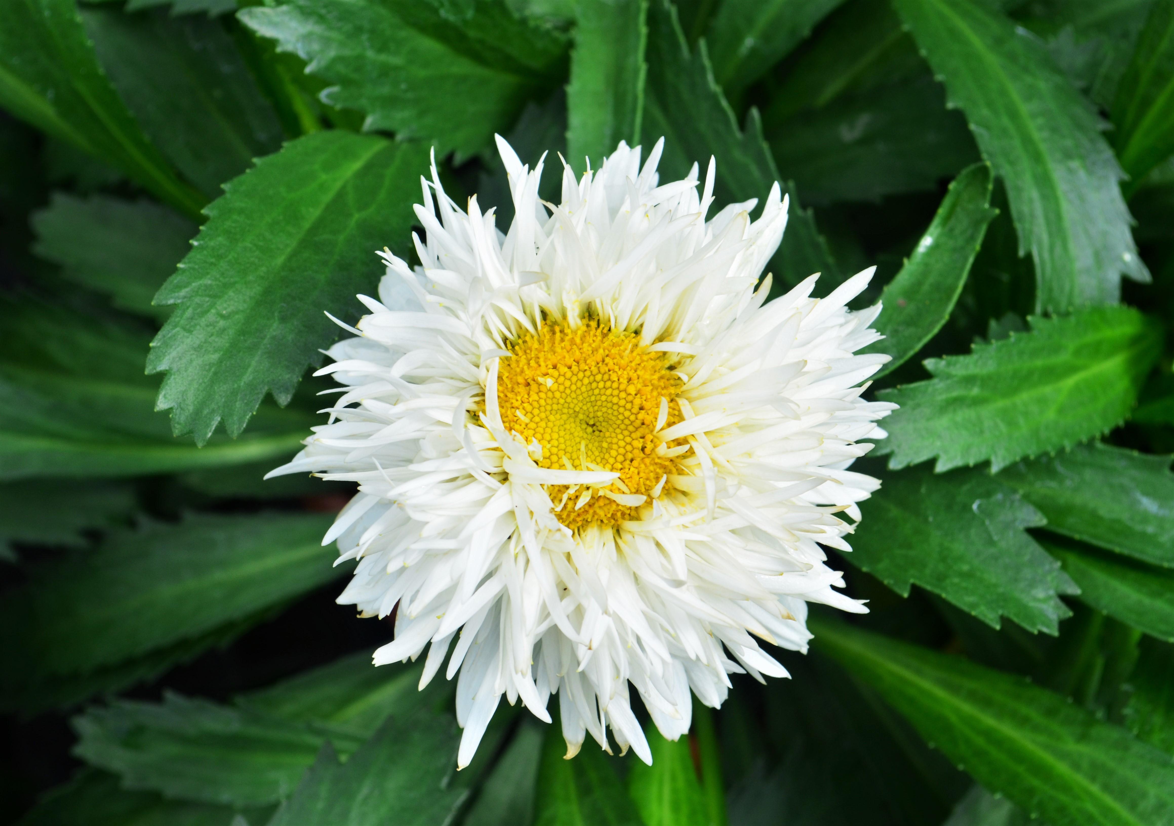 Leucanthemum maximum Sweet Daisy 'Rebecca' - Shasta Daisy from Hillcrest Nursery