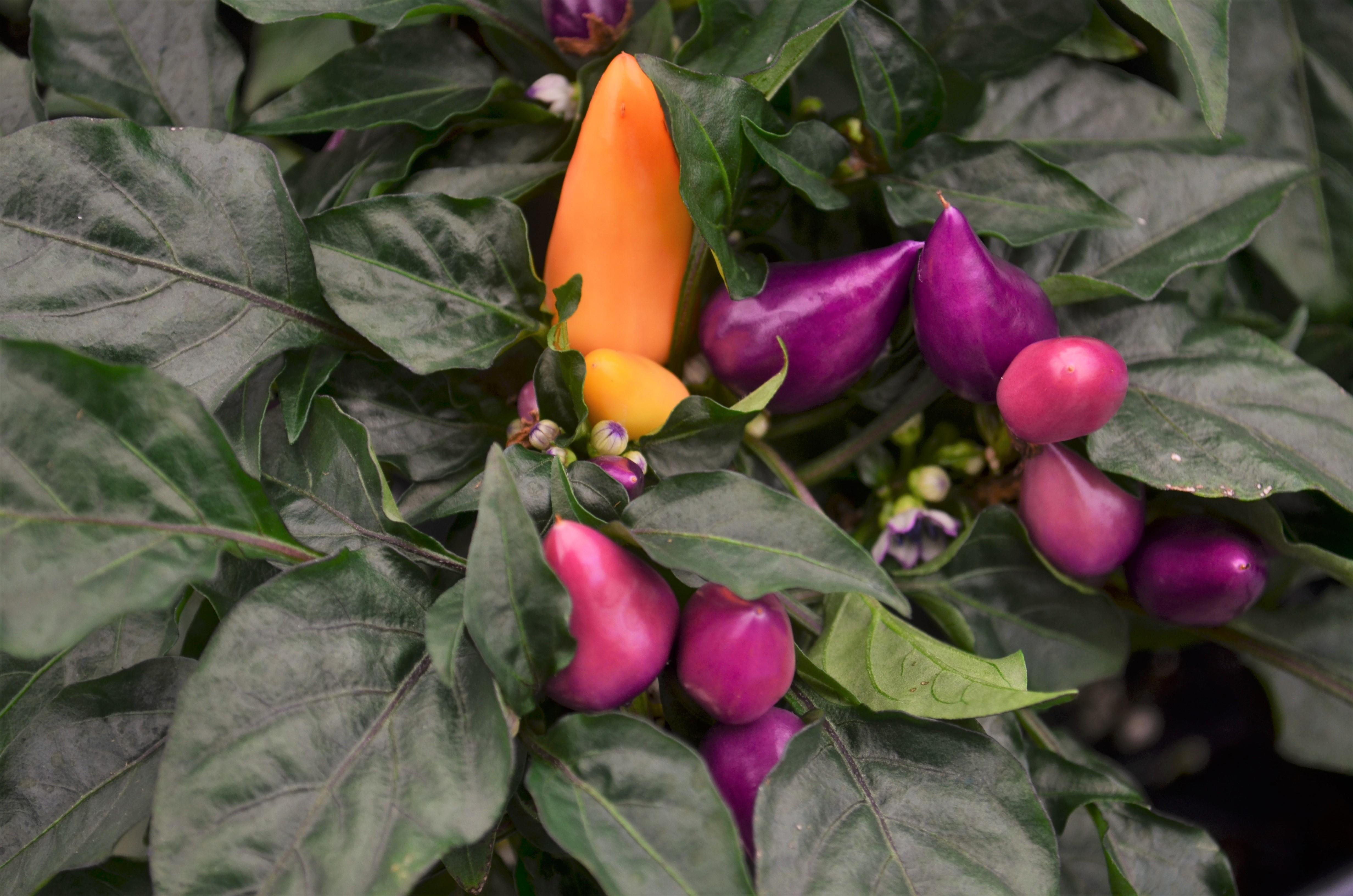 The Astonishing Truth About Your Ornamental Pepper Plant