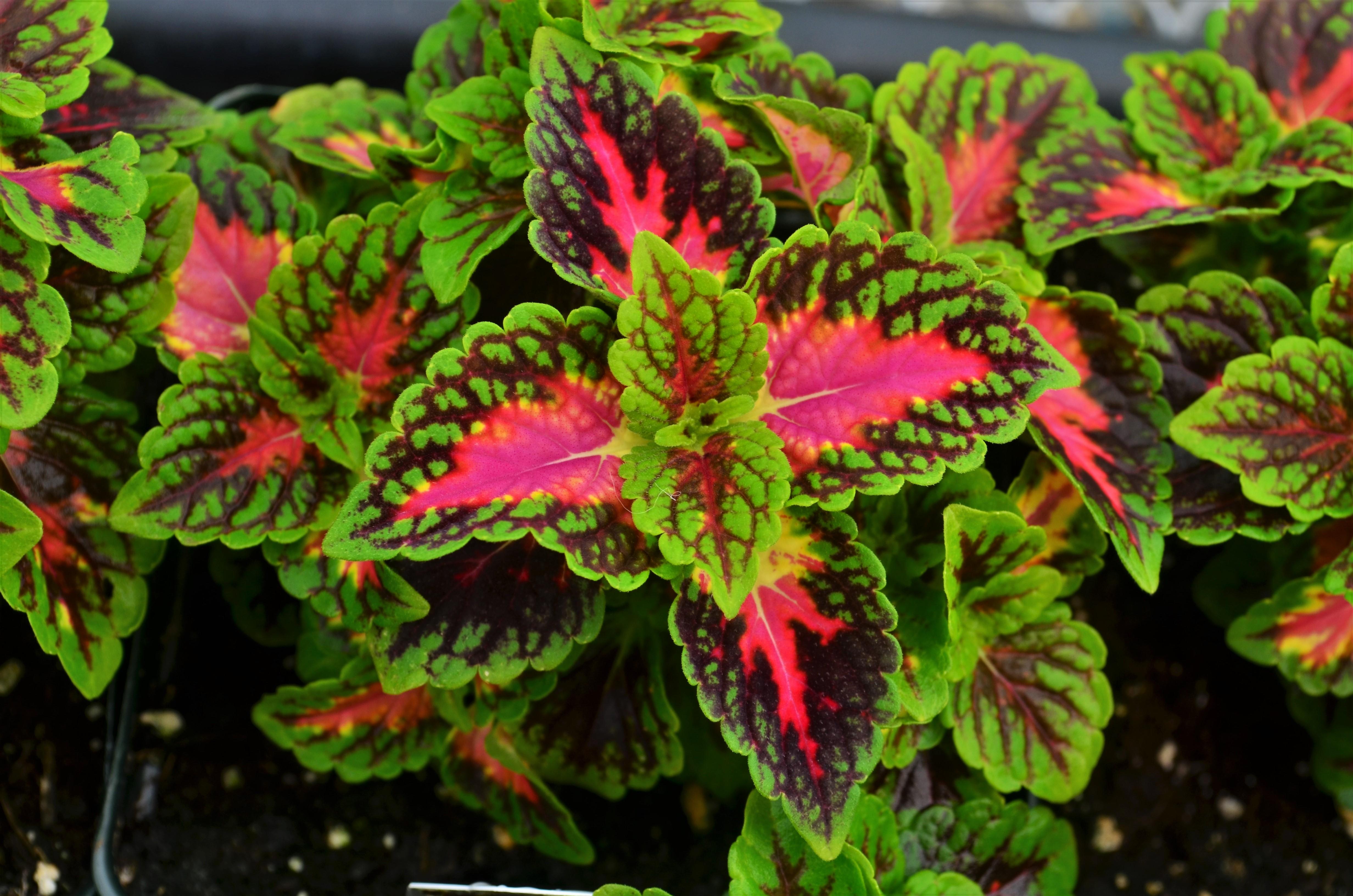 Coleus Solenostemon scutellarioides Eruption from Hillcrest Nursery
