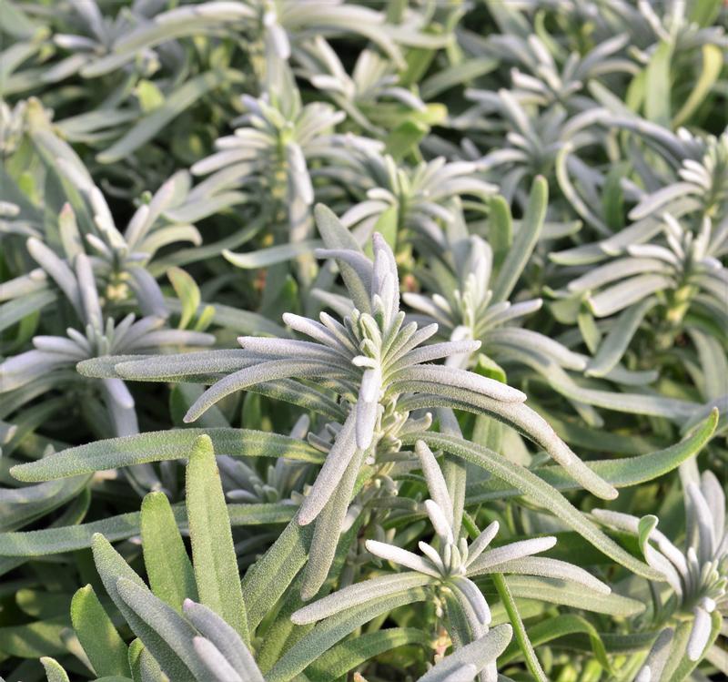 Lavandula angustifolia 'Arctic Snow' - Lavender - Finished from Hillcrest Nursery