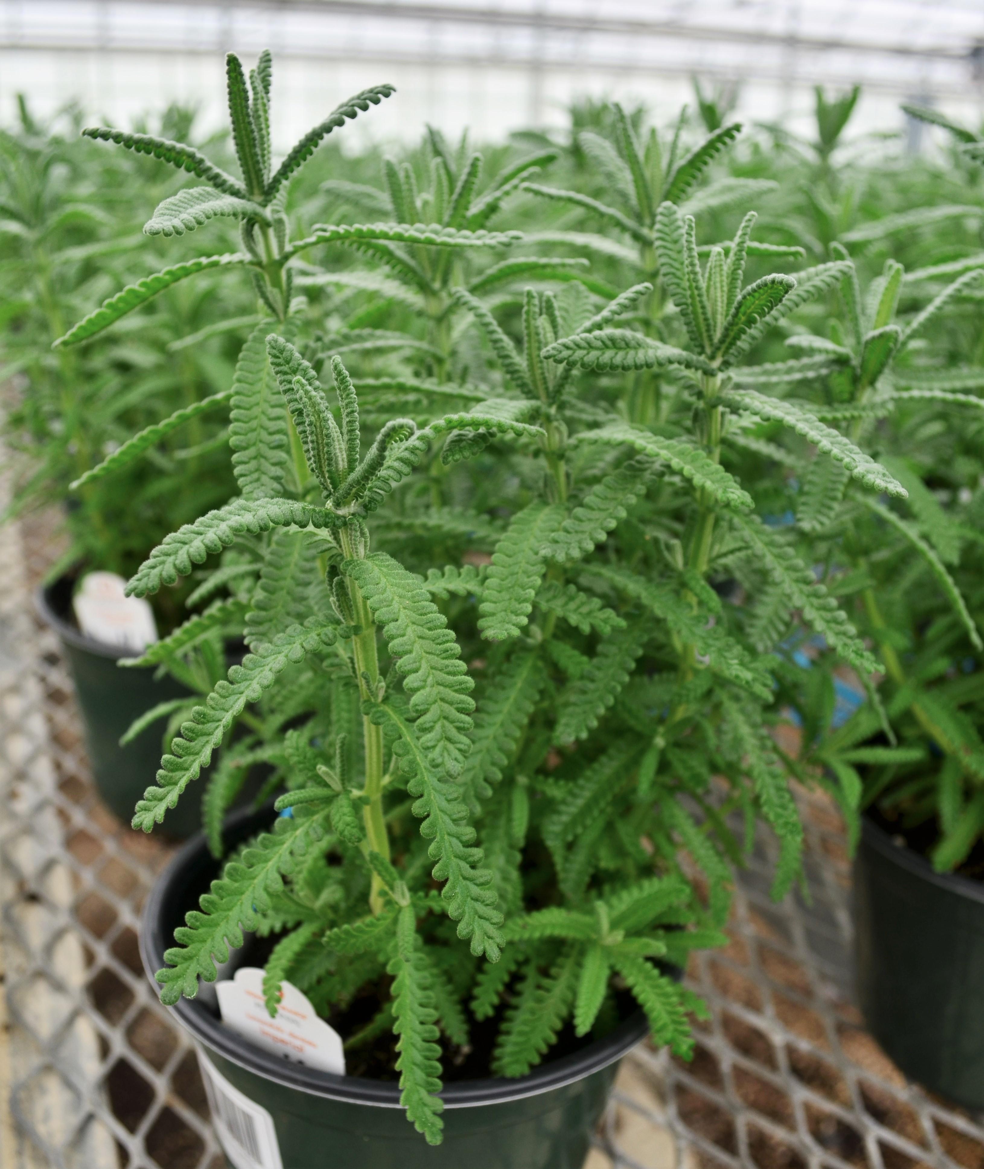 Lavandula dentata 'Imperial' - Lavender - Finished from Hillcrest Nursery