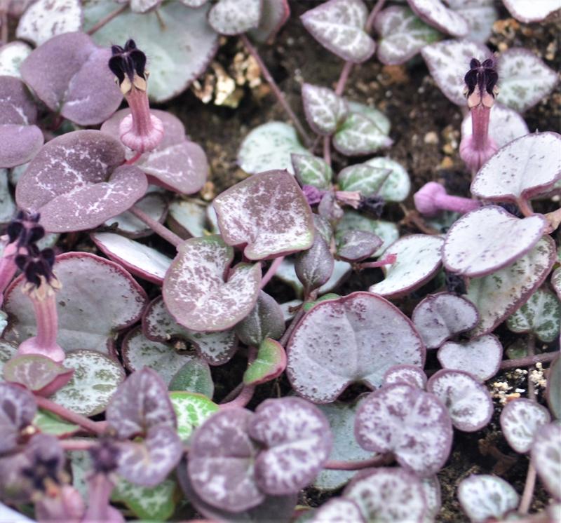 String of Hearts Succulents String of Hearts Silver 6\