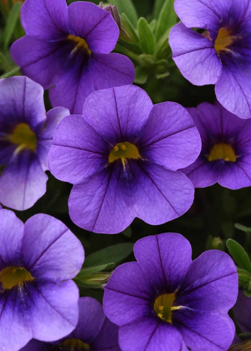 Courtesy of Ball Horitcultral Company