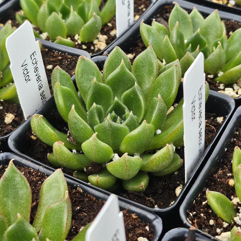 Echeveria setorum 'Victor' - Echeveria from Hillcrest Nursery