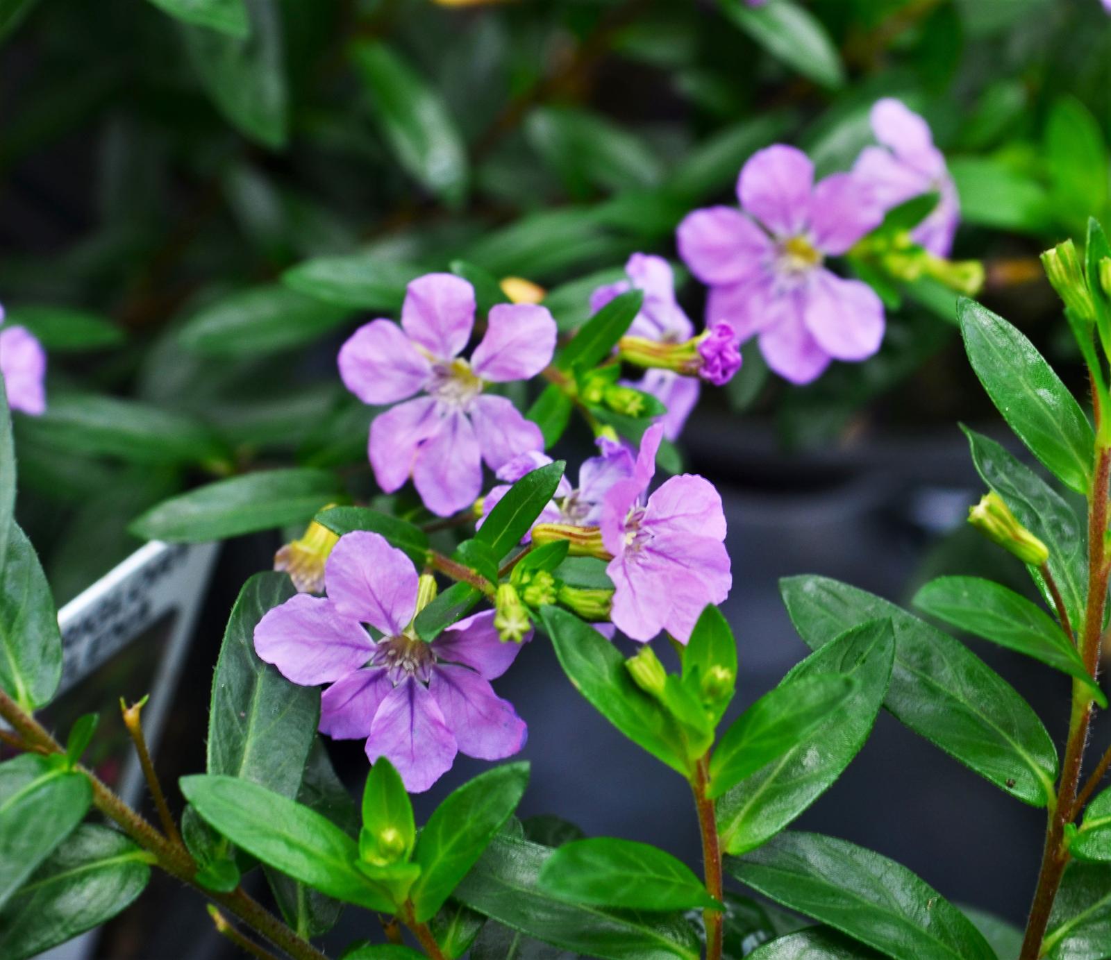 Cuphea FloriGlori 'Selena' - Cuphea from Hillcrest Nursery