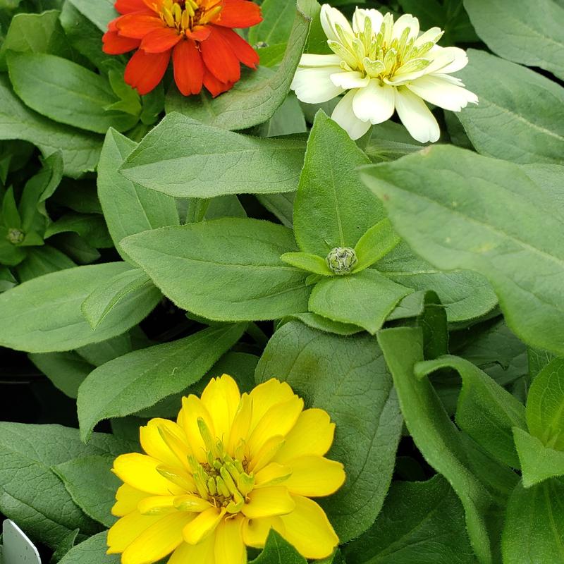 Zinnia Zydeco 'Mix' - Zinnia from Hillcrest Nursery