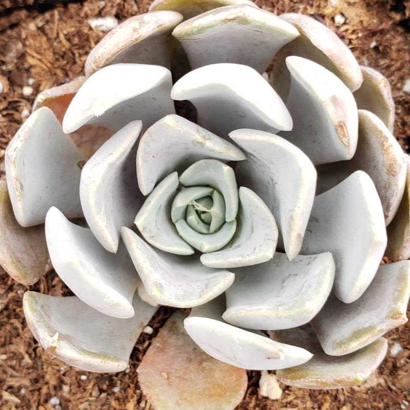Echeveria 'Asteroid' - Echeveria from Hillcrest Nursery