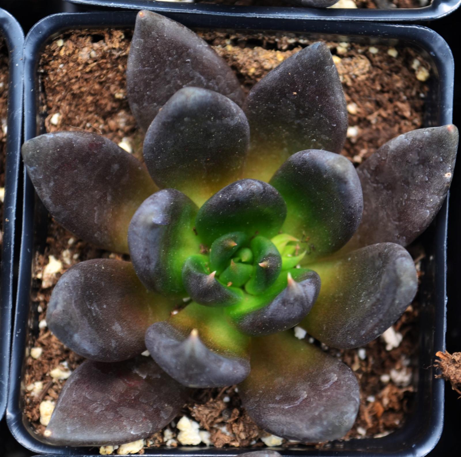 Echeveria 'Rose Dark' - Echeveria from Hillcrest Nursery